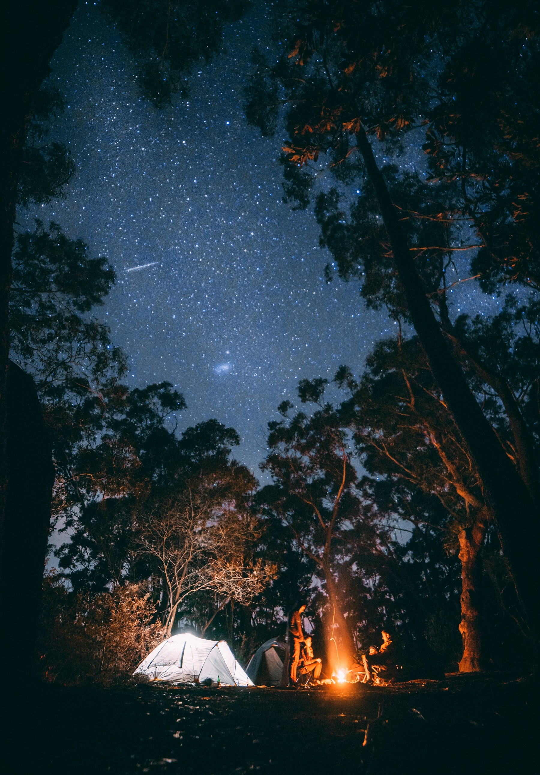 Nocne niebo widziane pomiędzy koronami drzew