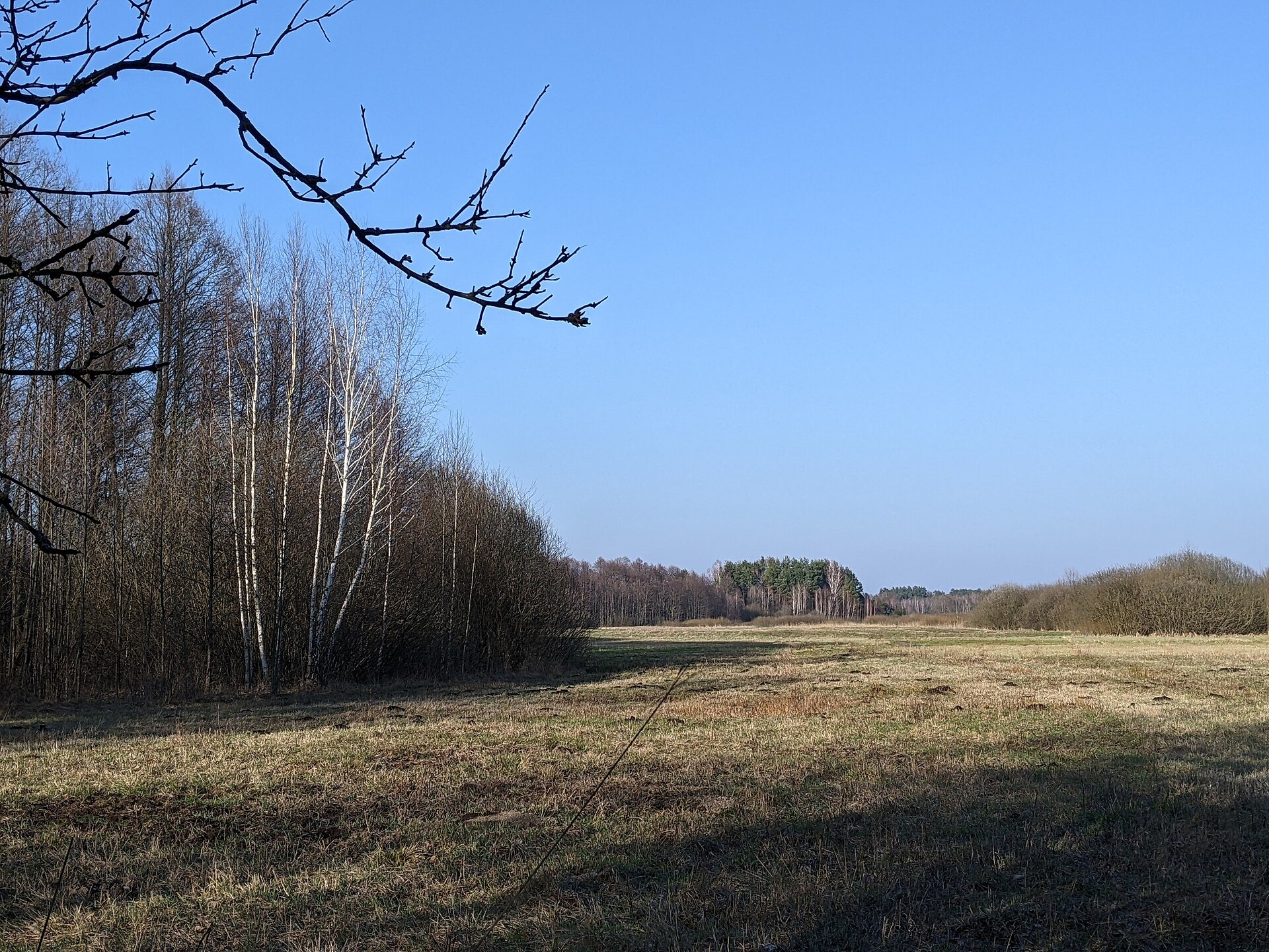 Rezerwat przyrody Wilcze Błota